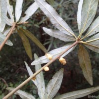 Actinodaphne stenophylla Thwaites
